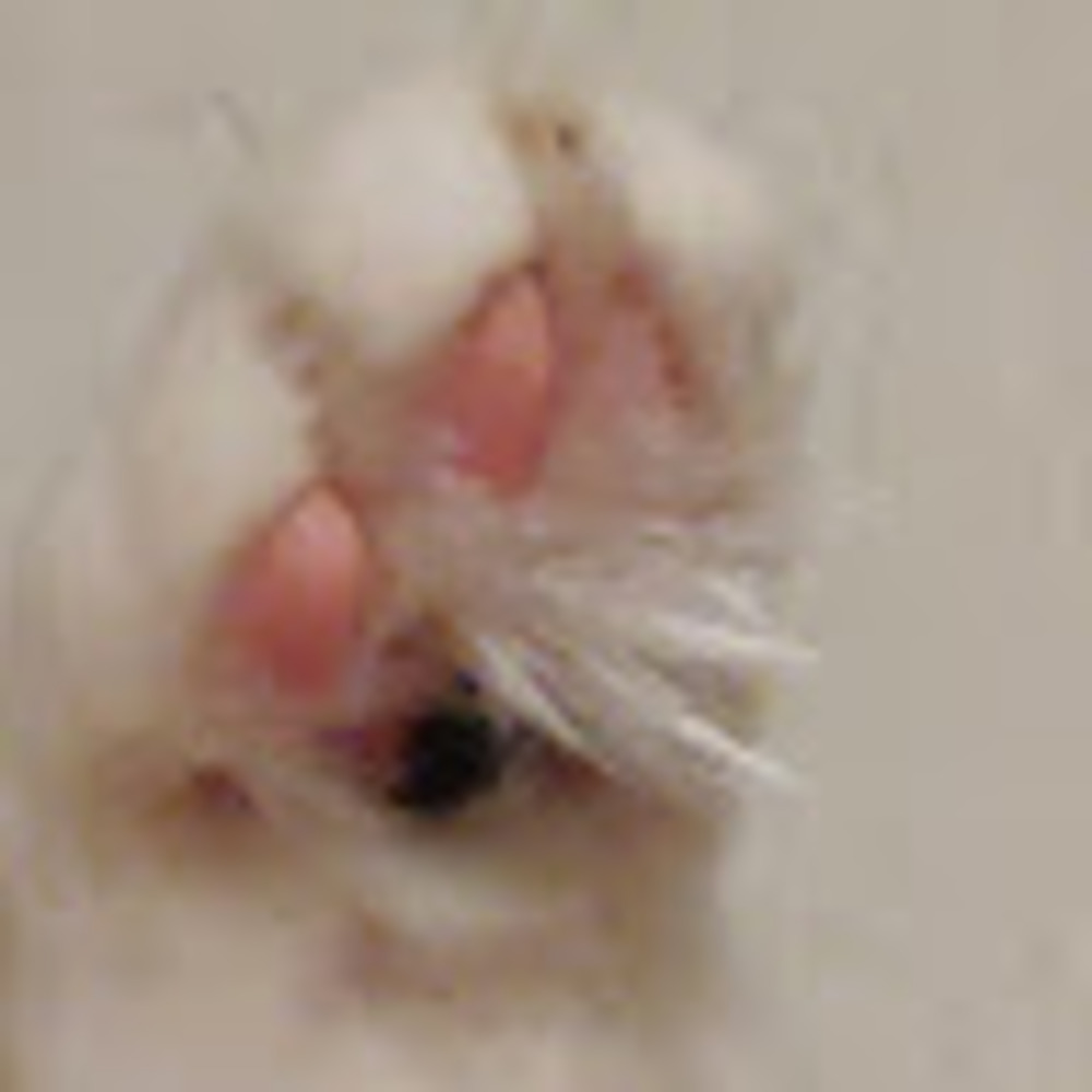 Meet your Posher, Delaney